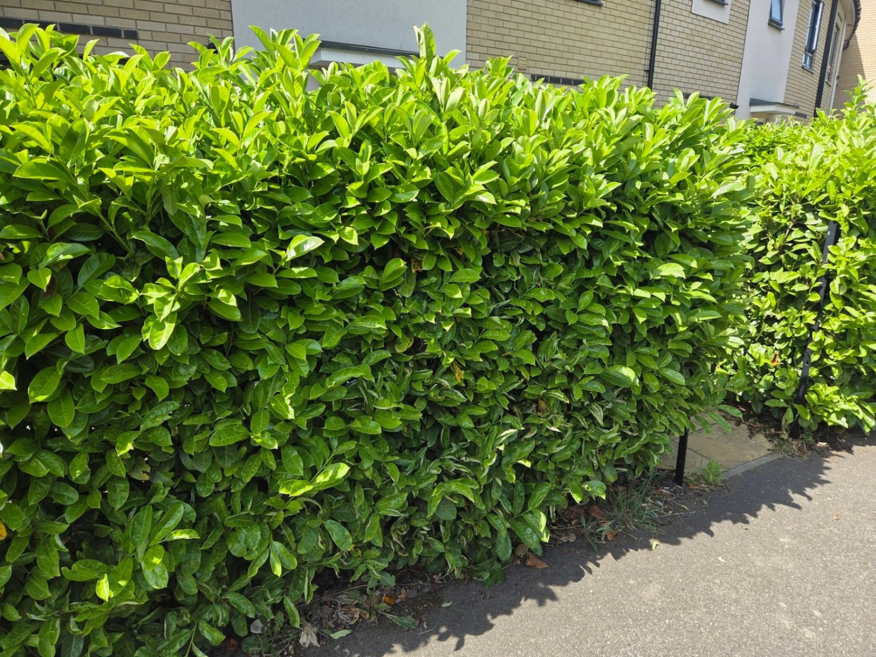 fencing and decking Essex